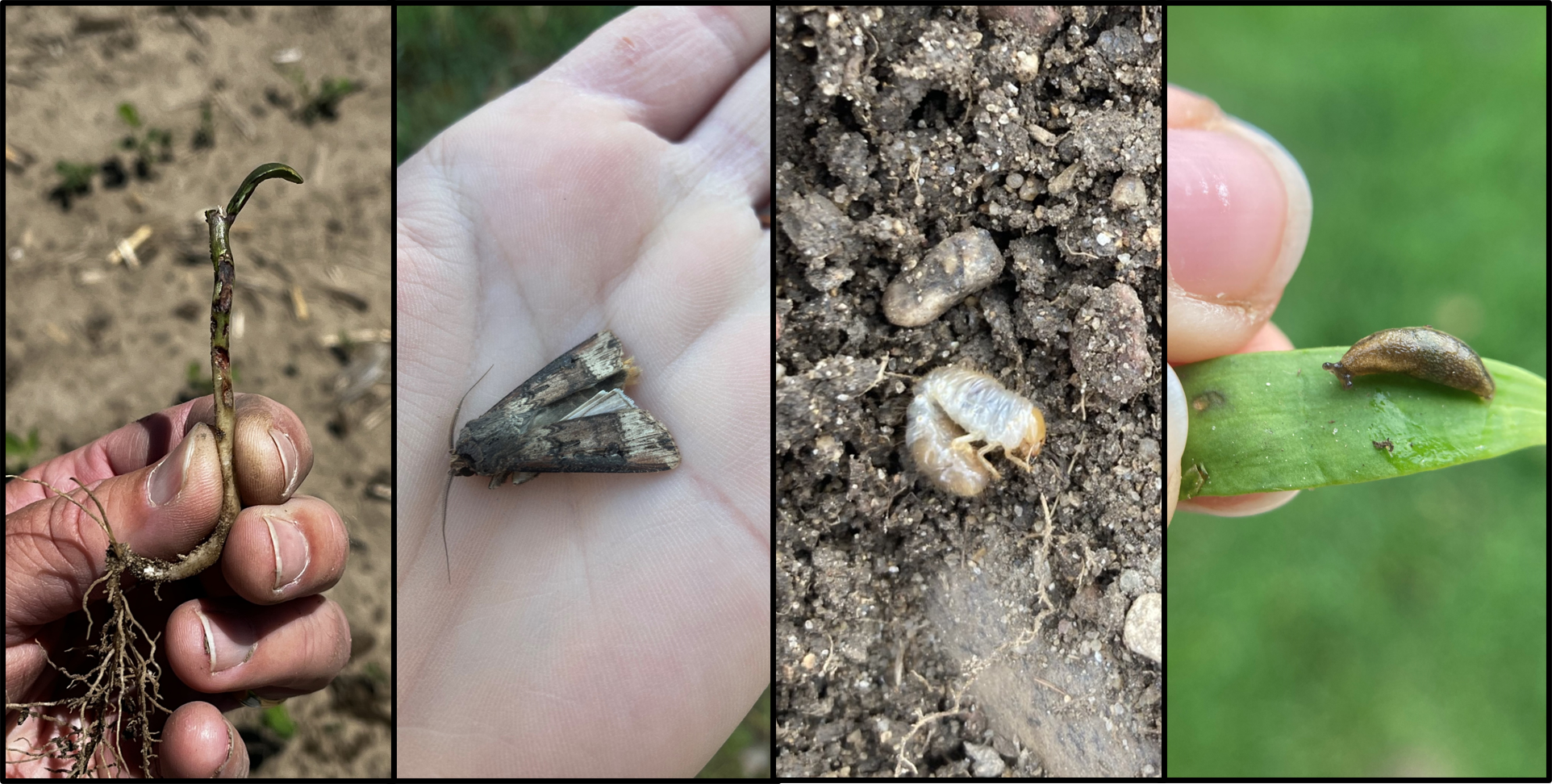 Four pictures of different pests. From left to right, they are closeups of seedcorn maggot, black cutworm moth, white grub and a slug.